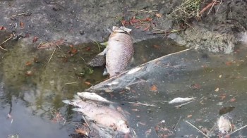 Dead fish in shallow water with scattered leaves and debris on the ground.