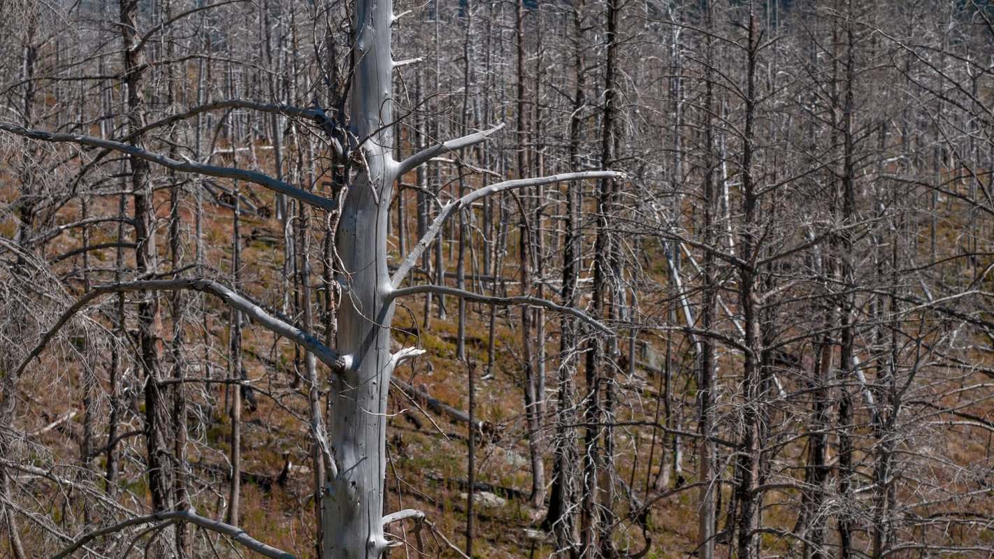 A landscape of dead trees with bare branches in a forest setting.