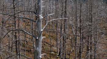 A landscape of dead trees with bare branches in a forest setting.