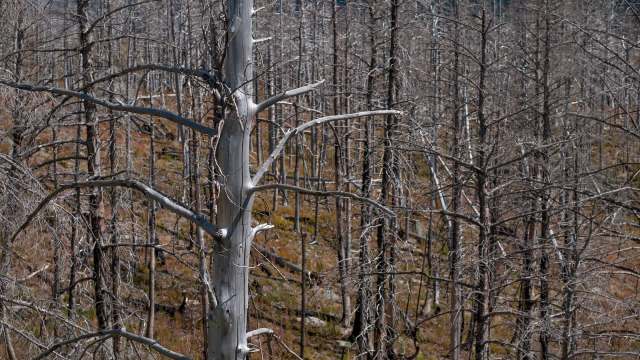 A landscape of dead trees with bare branches in a forest setting.