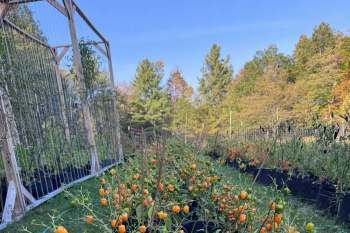 A garden with rows of plants bearing orange, green, and red fruits, surrounded by trees and a clear blue sky.
