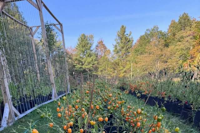 A garden with rows of plants bearing orange, green, and red fruits, surrounded by trees and a clear blue sky.