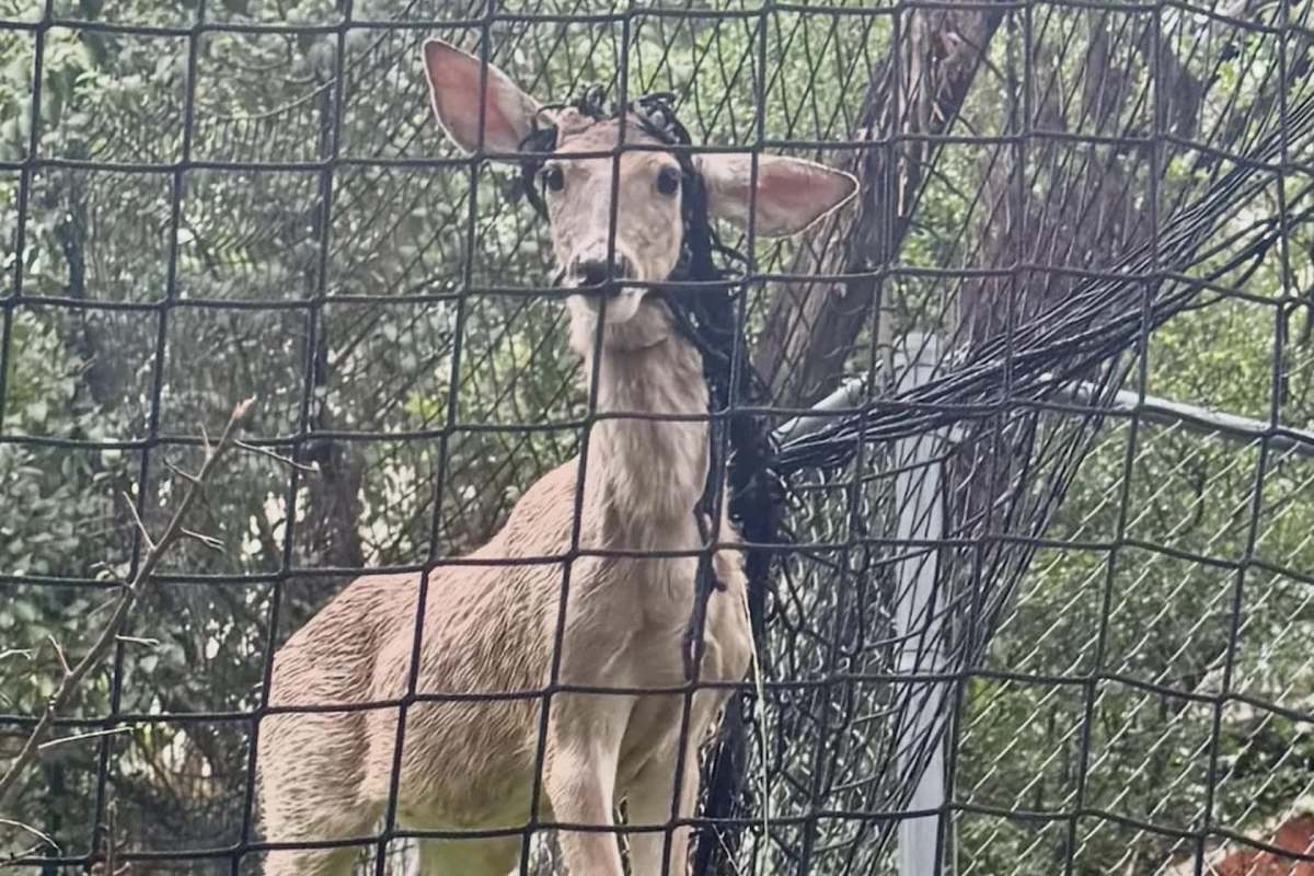 A deer with tangled debris around its neck stands behind a fence surrounded by greenery.