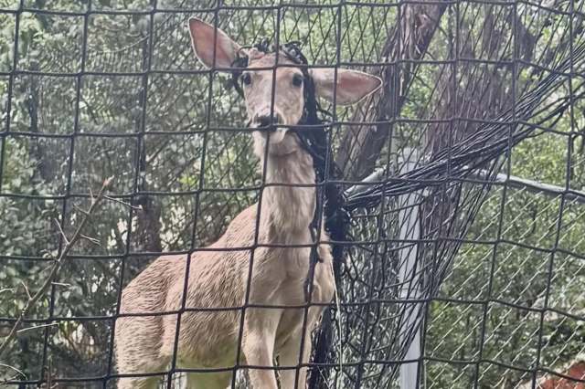 A deer with tangled debris around its neck stands behind a fence surrounded by greenery.