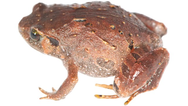 A diamond frog.