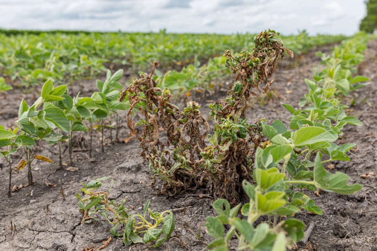 A field of soybeans with healthy plants and wilted, brown vegetation in the foreground.