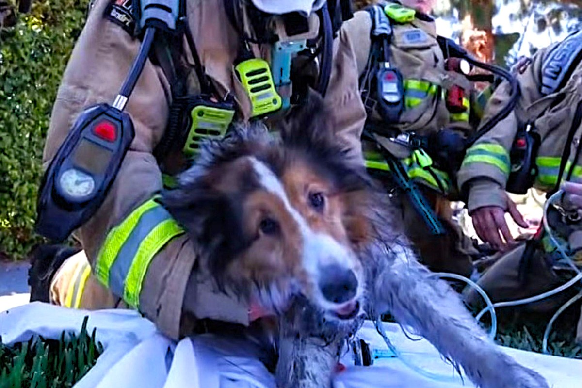 Firefighters attending to Milo, a 6-year-old Sheltie.