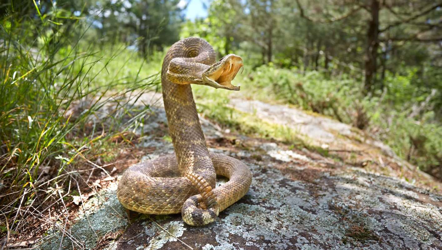 A snake with its mouth open on a rock surrounded by grass and trees.