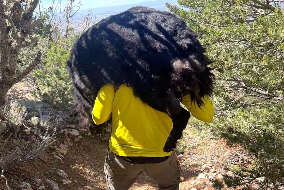 A rescuer carrying a black dog, Atlas.