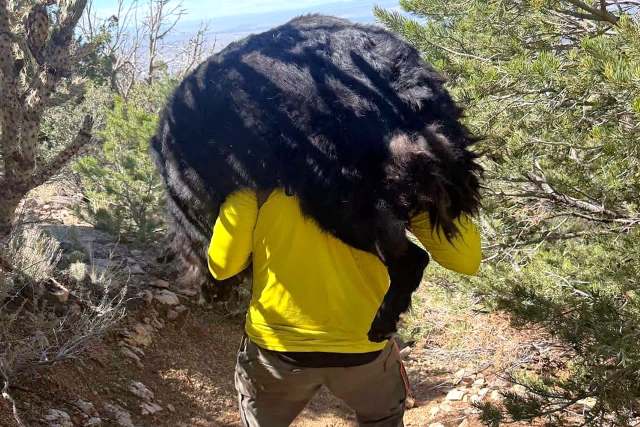 New Mexico deputies haul exhausted 130-pound dog off mountain, call him 'goodest boy'