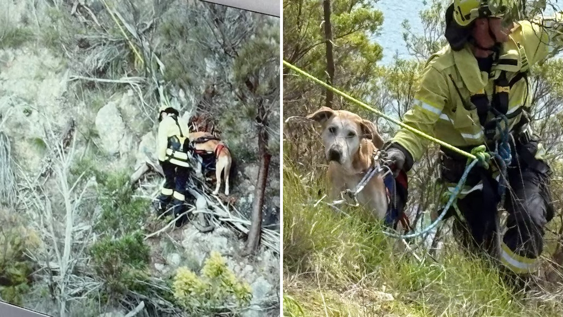 Dog missing for a week rescued from South Australia volcanic crater lake cliff