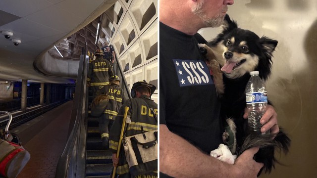 Firefighters walk up an escalator in a subway station; a man holds a small dog and a water bottle.