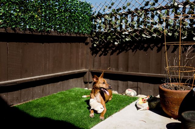 small fenced in backyard with a patch of turf grass with a dog laying on it