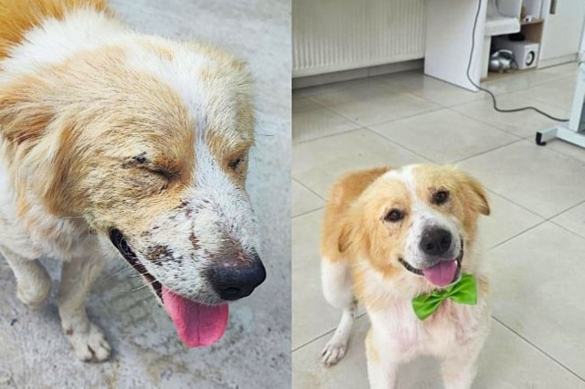 A dog with a dirty face and broken is shown on the left, and the same dog wearing a green bow tie on the right.