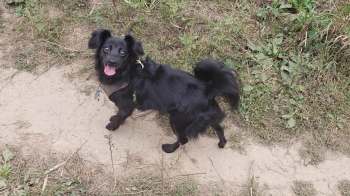 A small black dog stands on a dirt path surrounded by grass.