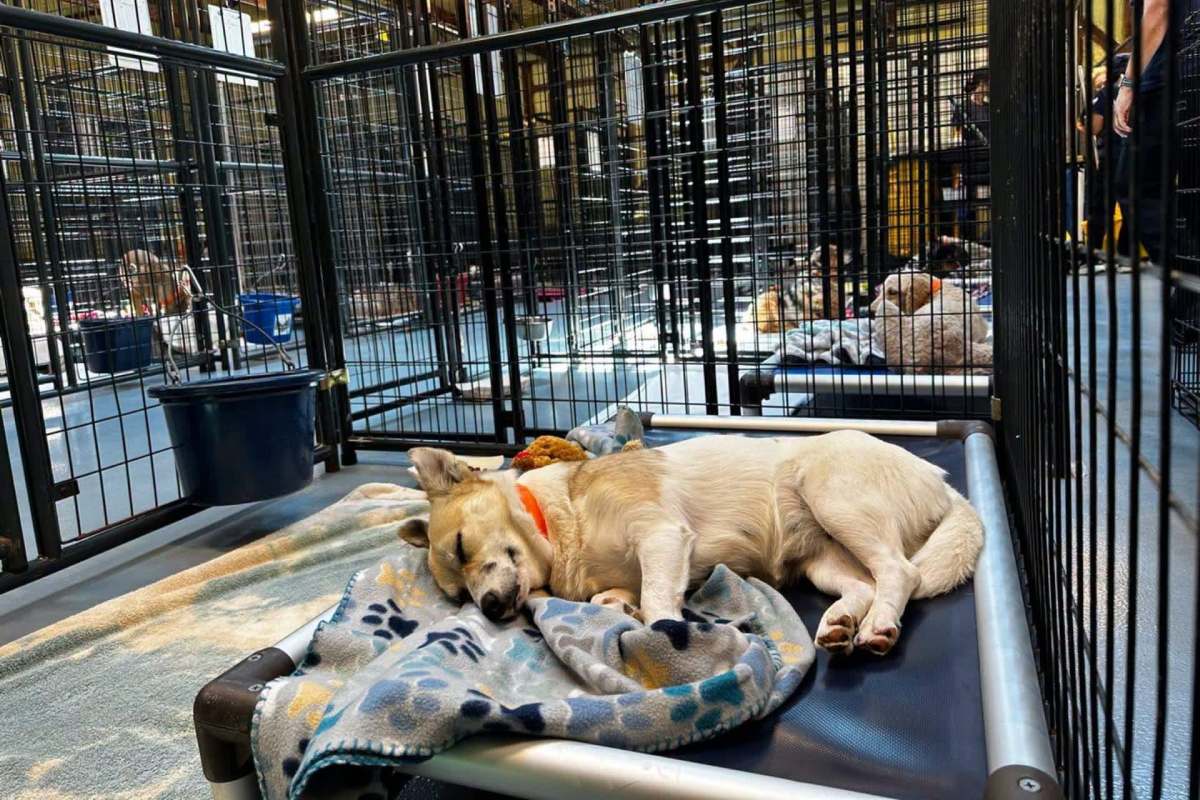 A dog sleeping in a cage, with more caged dogs in the background.