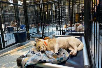 A dog sleeping in a cage, with more caged dogs in the background.