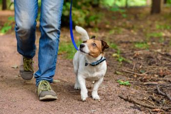 A person walking a dog on a trail.