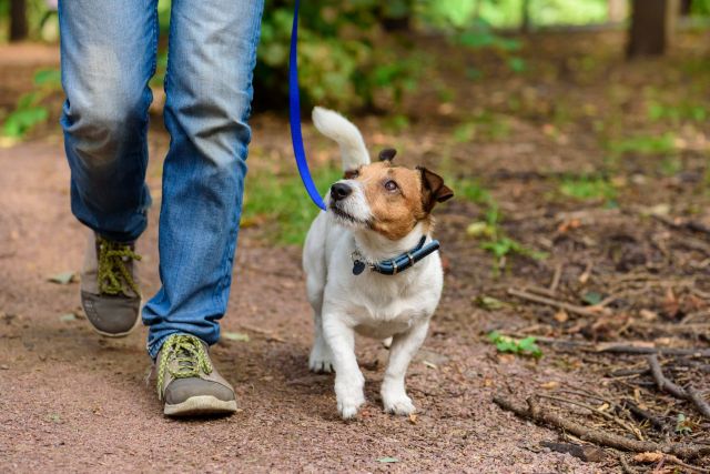 A person walking a dog on a trail.