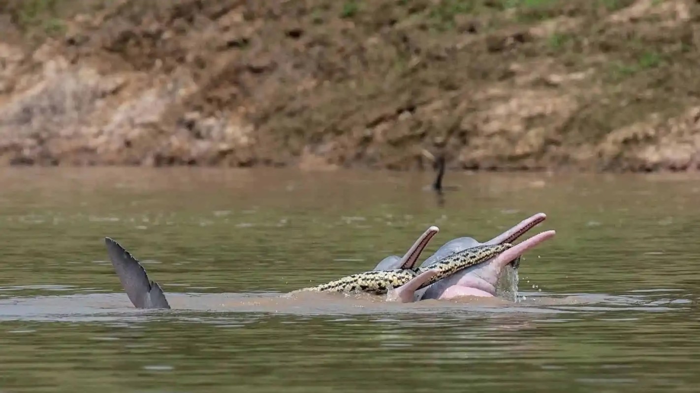 Two dolphins hold an anaconda in their mouths.