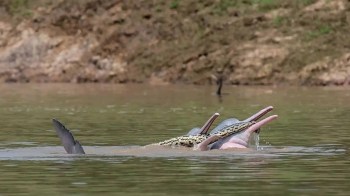 A dolphin surfaces in a river with an anaconda on its back.