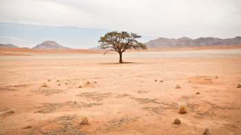 A solitary tree stands in a vast arid landscape with mountains in the background.