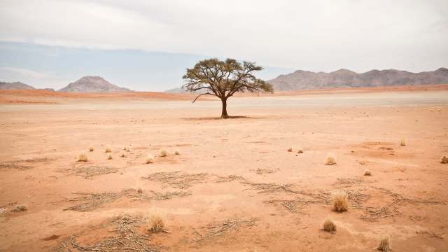 A solitary tree stands in a vast arid landscape with mountains in the background.
