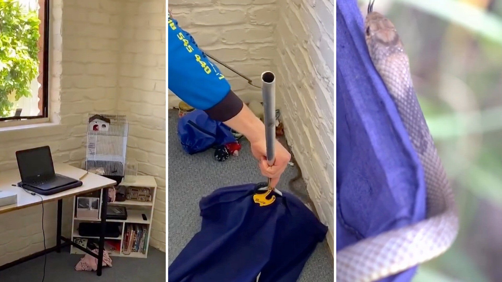 One of the world's deadliest snakes found behind pet mouse cage in ...