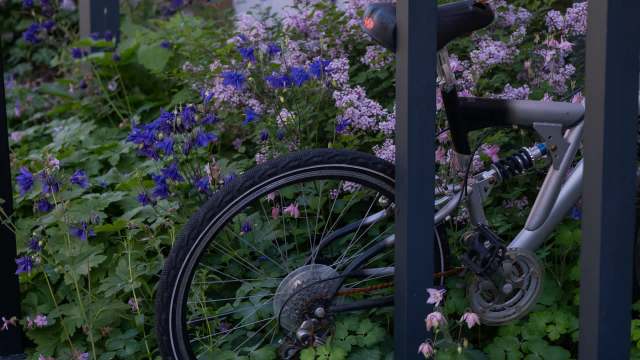 A bicycle partially hidden among colorful flowers and green foliage.