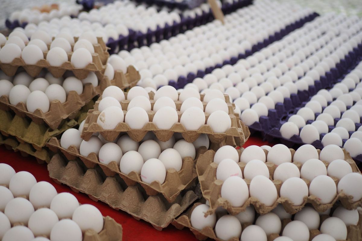 Cartons of eggs.