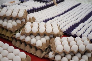 Cartons of eggs.