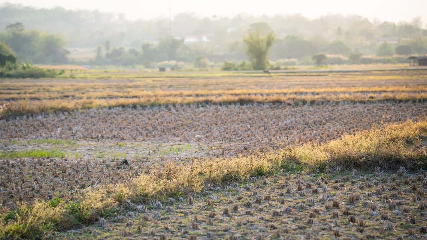 A field of harvested rice stubble surrounded by greenery and distant trees.