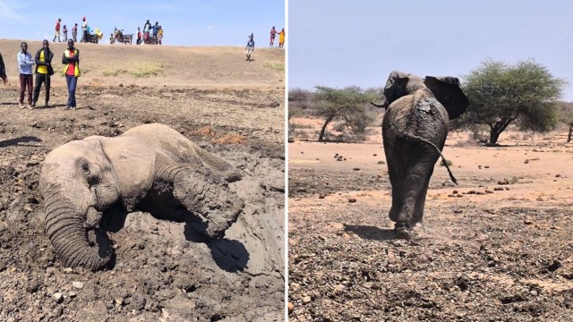 Kenya vet team frees exhausted elephant stuck in drying waterpan