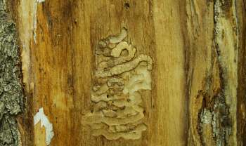 Wood with intricate patterns and textures left by emerald ash borers burrowing into the surface.