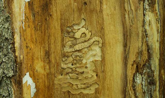Wood with intricate patterns and textures left by emerald ash borers burrowing into the surface.