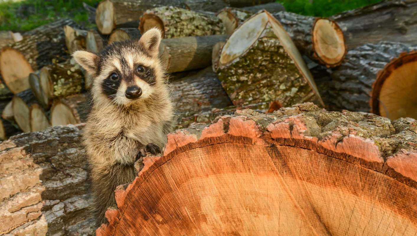 A raccoon peers over a log next to a pile of cut wood.