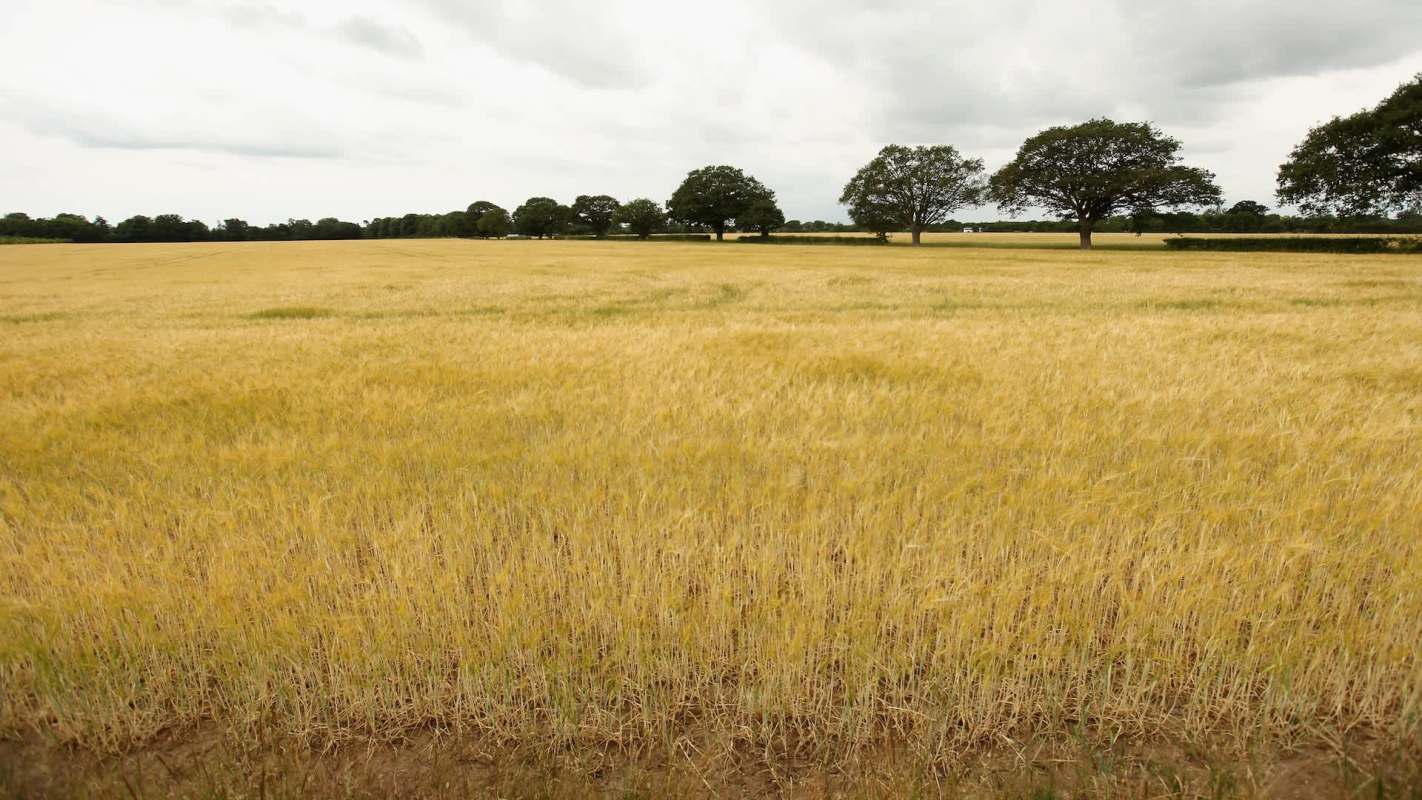 A golden field of tall crops with trees lining the horizon under a cloudy sky.