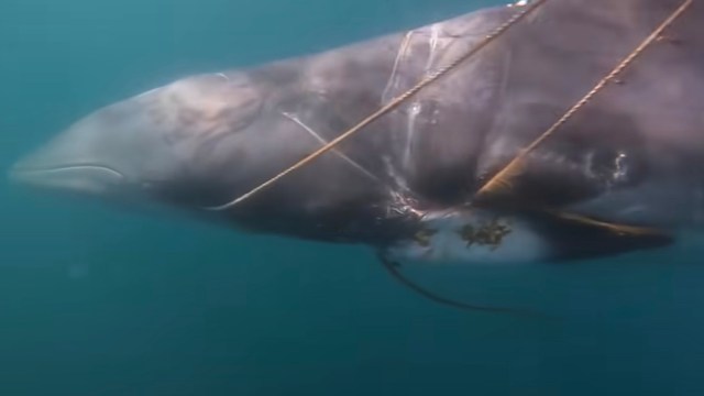 An entangled minke whale.