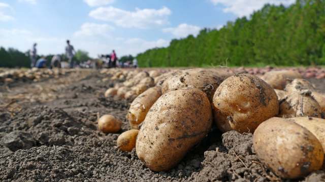 Potatoes on the ground in a field with people harvesting in the background.