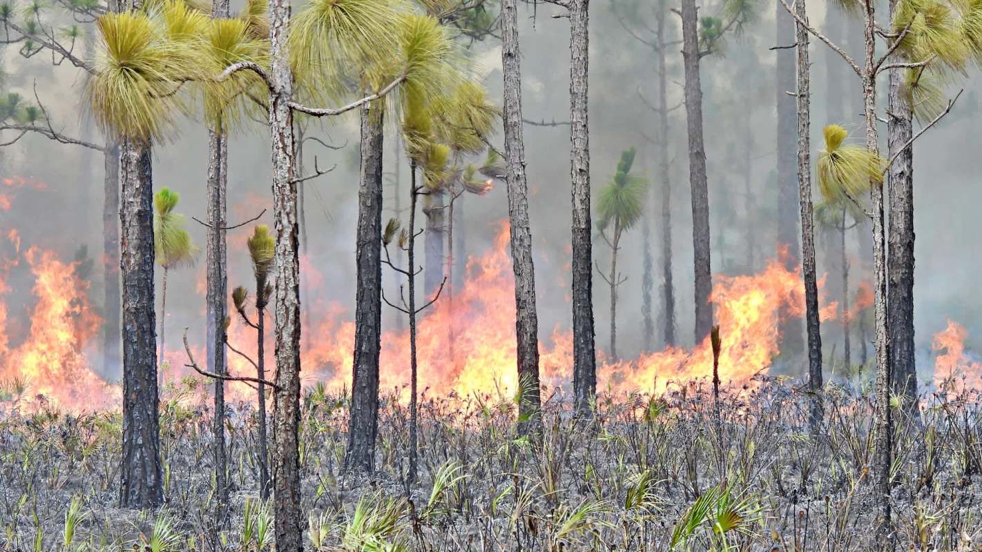 A wildfire.