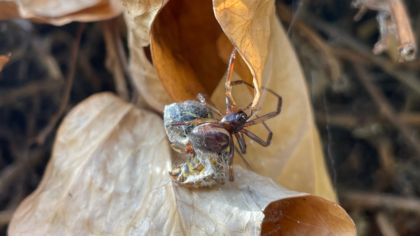A spider on a brown leaf, next to a webbed prey item.