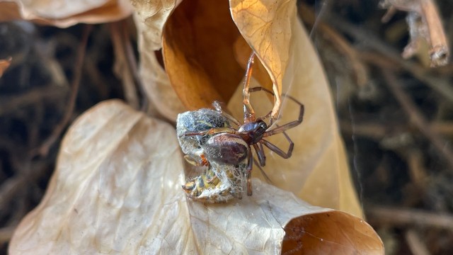 A spider on a brown leaf, next to a webbed prey item.