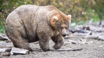 2026 Fat Bear Week champ Backpack.