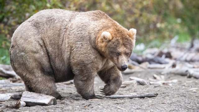 2026 Fat Bear Week champ Backpack.