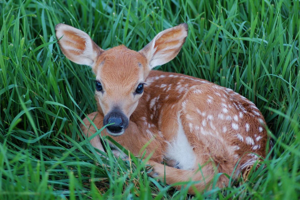 A fawn.