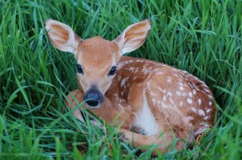 A fawn.
