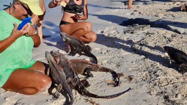 A woman sits on the beach surrounded by iguanas while another woman holds a snack.