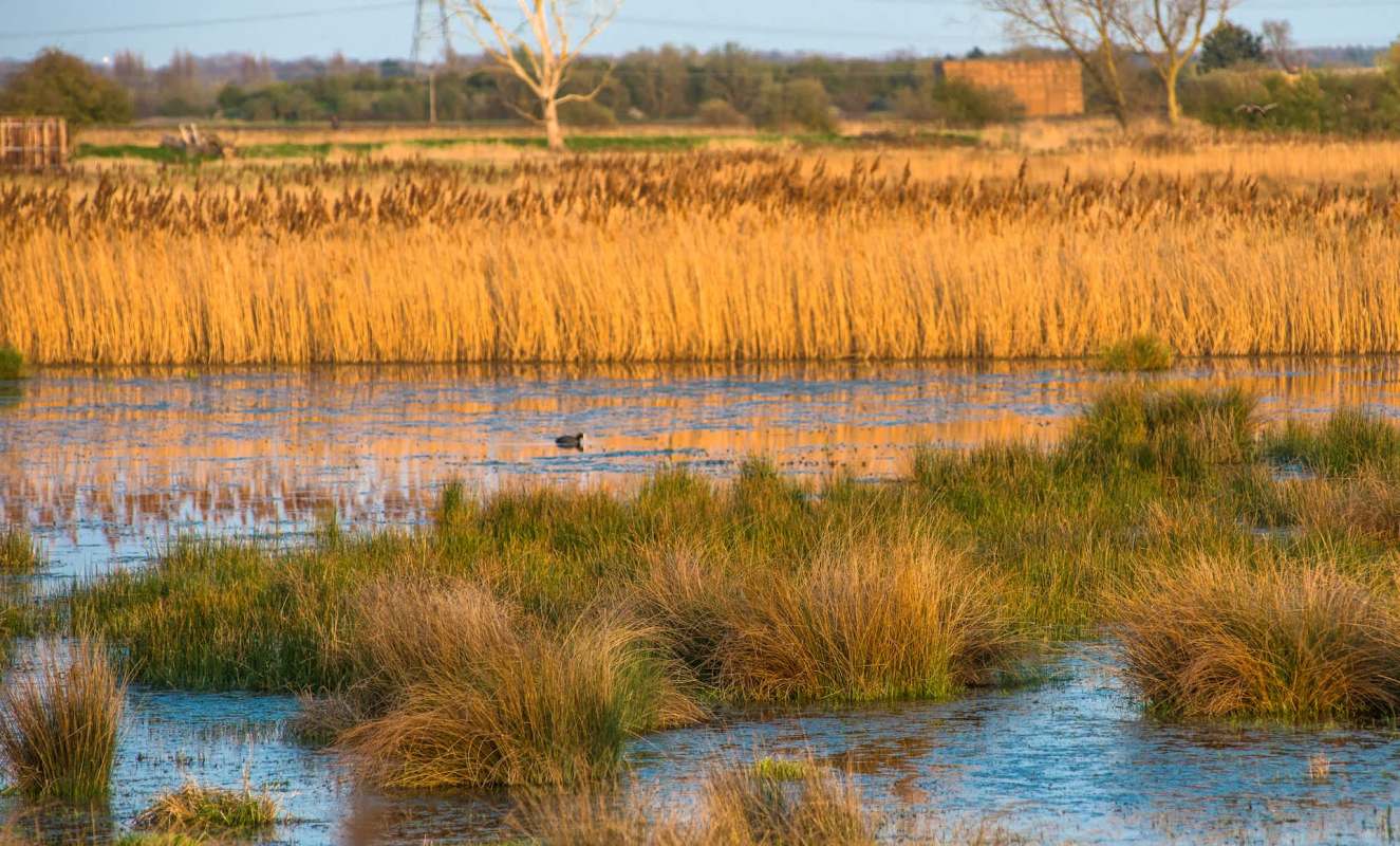 A waterlogged landscape with tall grasses and a bird swimming in the water.