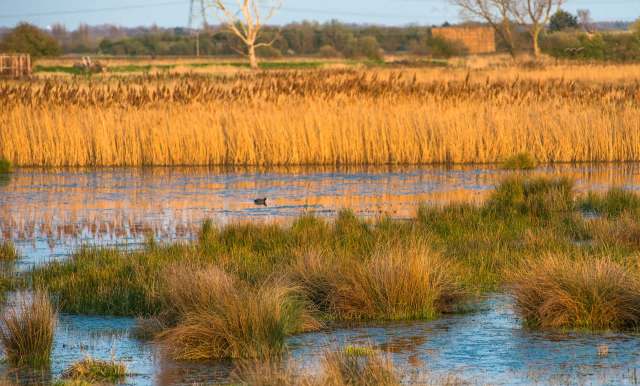A waterlogged landscape with tall grasses and a bird swimming in the water.