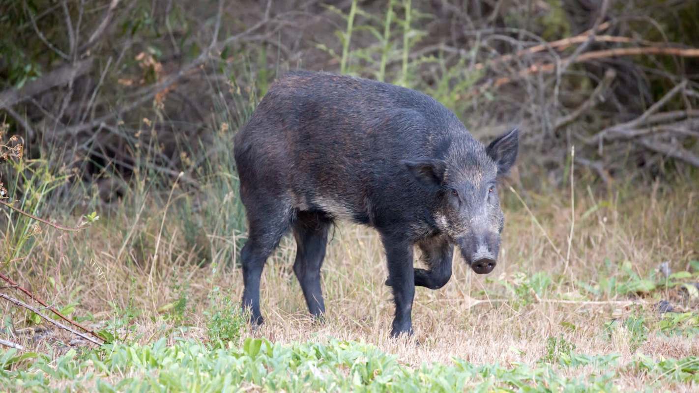 A wild boar walking through grass near shrubs.